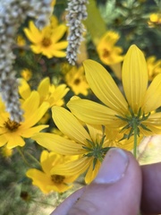 Bidens aristosa