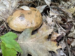 Suillus