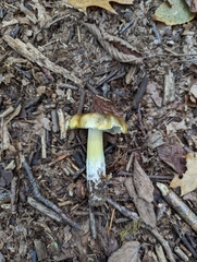Tricholoma