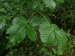 Ptelea trifoliata