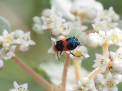 Dicranolaius cinctus