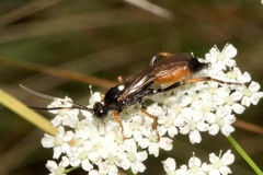 Ichneumon