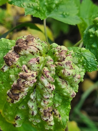 Aphid