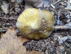 Tricholoma