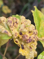 Cryptomyzus galeopsidis