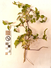 Clematis brachiata