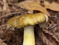 Tricholoma
