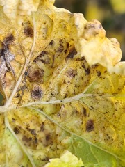 Cryptomyzus galeopsidis