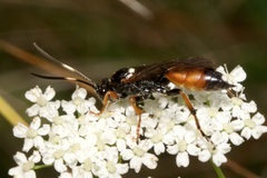 Ichneumon