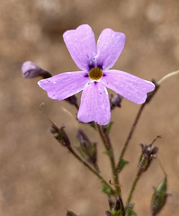 Jamesbrittenia foliolosa