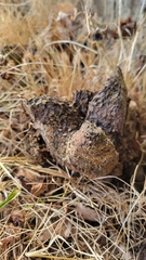 Pisolithus tinctorius
