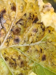 Cryptomyzus galeopsidis