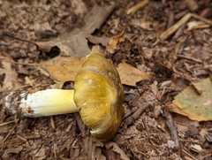 Tricholoma