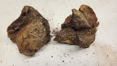 Pisolithus tinctorius