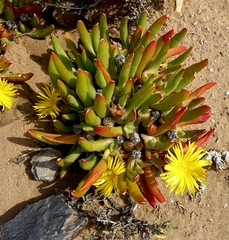Glottiphyllum peersii