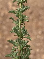 Jamesbrittenia foliolosa