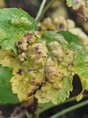 Cryptomyzus galeopsidis