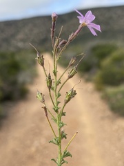 Jamesbrittenia foliolosa