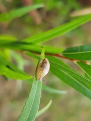Novisuccinea ovalis