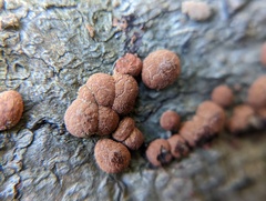 Hypoxylon fragiforme