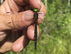 Somatochlora flavomaculata