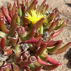 Glottiphyllum peersii