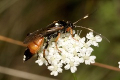 Ichneumon
