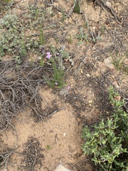 Jamesbrittenia foliolosa