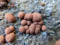 Hypoxylon fragiforme