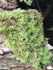 Brachythecium rutabulum