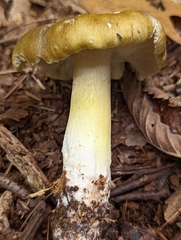 Tricholoma