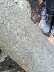 Hypoxylon fragiforme