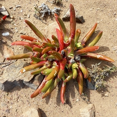 Glottiphyllum peersii
