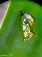Euploea core