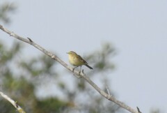 Phylloscopus collybita