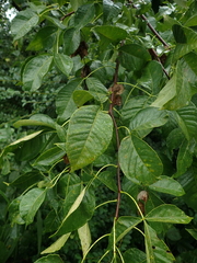 Ptelea trifoliata
