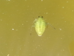 Nepomorpha