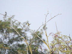 Phylloscopus collybita