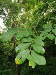 Piscidia carthagenensis