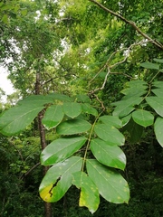 Piscidia carthagenensis