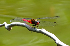 Orthetrum chrysis