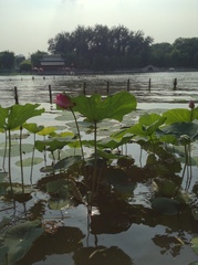 Nelumbo nucifera