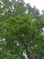 Piscidia carthagenensis