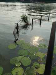 Nelumbo nucifera
