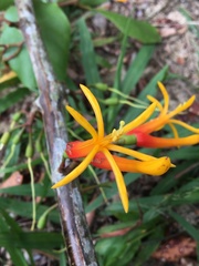 Psittacanthus dichrous