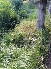 Liriope spicata