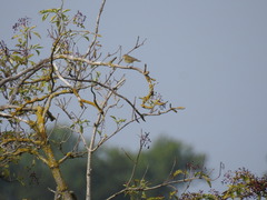 Phylloscopus collybita