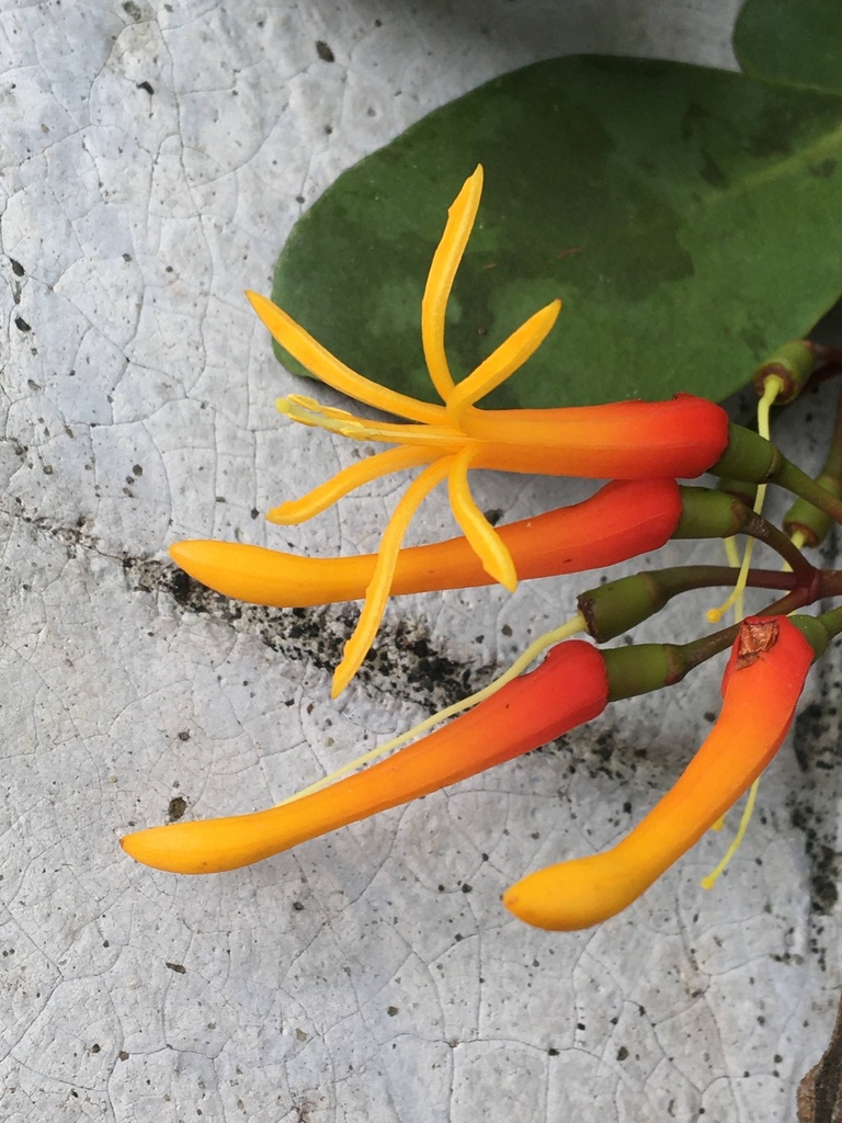 Psittacanthus dichrous