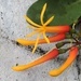 Psittacanthus dichrous - Photo (c) Geovane Siqueira, algunos derechos reservados (CC BY-NC), subido por Geovane Siqueira