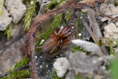 Dysdera